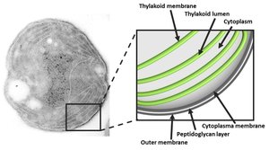 Cyanobacteria cell structure with thylakoid membranes