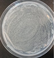 Spread plate with uniform bacterial growth