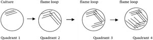 Diagram of the 4-quadrant streak plate method