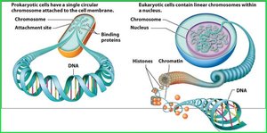 Comparison of prokaryotic circular DNA and eukaryotic linear chromosomes