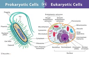 Detailed comparison of prokaryotic and eukaryotic cell structures