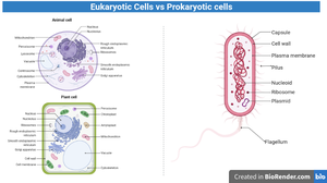 Eukaryotic cells vs prokaryotic cells, including plant and animal cells