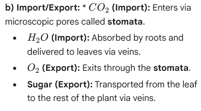 Import and export of gases and sugars in leaves