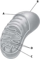 Diagram of a mitochondrion with labeled parts A, B, C, D