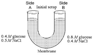 U-tube with solutions of glucose and NaCl separated by a selectively permeable membrane