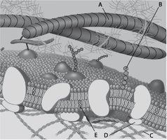 Diagram of the plasma membrane with labeled components A-E