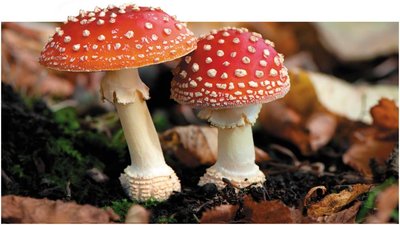 Two mushrooms growing in a forest