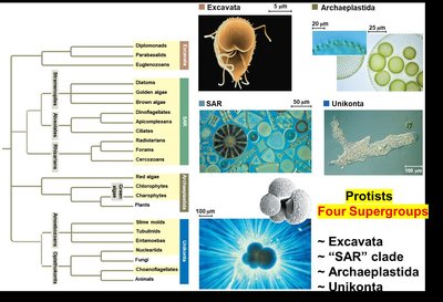 Protist supergroup classification and representative images