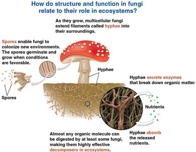 Diagram showing fungal structure and function in ecosystems