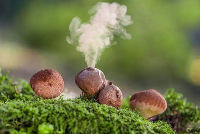 Puffball mushroom releasing spores