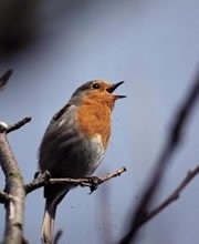 Bird singing, representing auditory communication