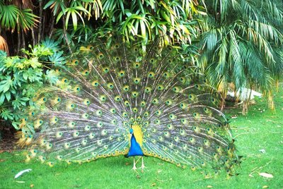 Peacock displaying feathers, visual communication