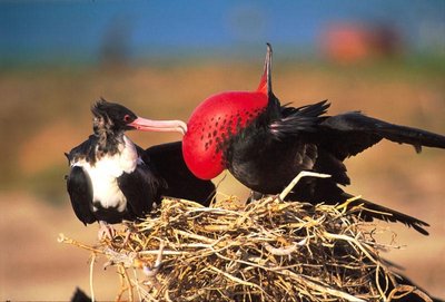 Frigatebird with inflated throat pouch, visual display