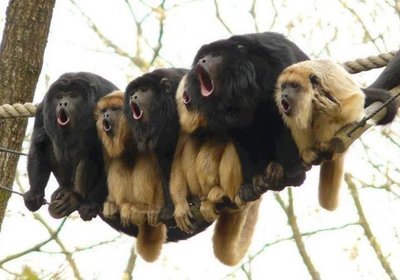 Group of howler monkeys vocalizing, auditory communication
