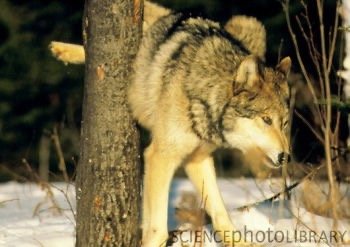 Wolf marking territory, chemical communication