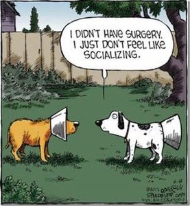 Cartoon of dogs with cones, humorous take on communication