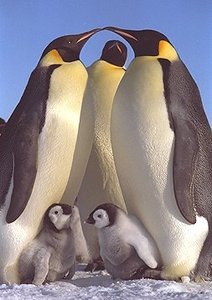 Penguins with chicks, tactile and visual communication