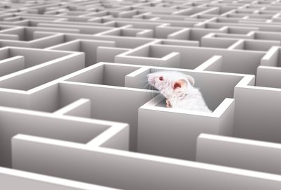 Mouse in a maze, representing laboratory studies of animal learning