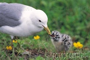 Herring gull chick pecking at parent's bill