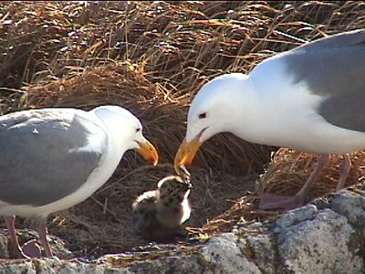 Two adult gulls feeding a chick