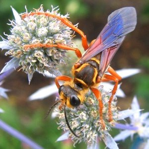 Digger wasp on a flower, representing spatial learning
