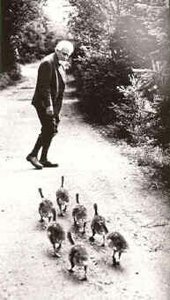 Goslings following a human