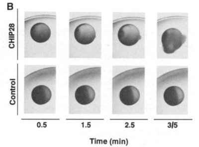 Aquaporin regulation in kidney