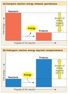 Exergonic and endergonic reactions