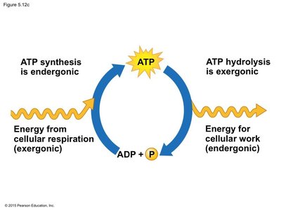 ATP cycle