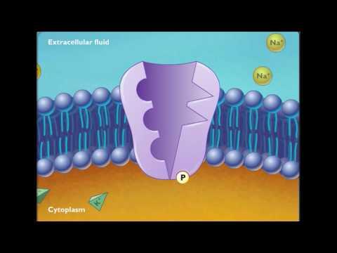 Na+/K+ ATPase mechanism