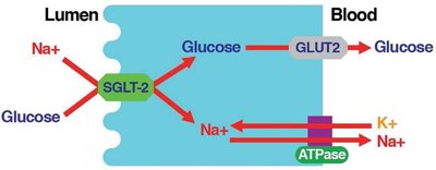 Secondary active transport