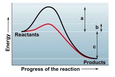 Activation energy and enzyme catalysis