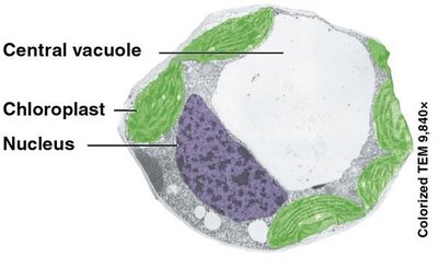 Central vacuole in plant cell