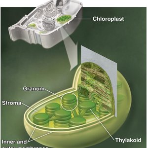 Chloroplast structure