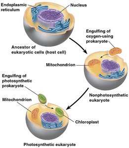 Endosymbiotic origin of mitochondria and chloroplasts