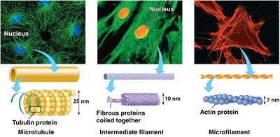 Three types of cytoskeletal fibers