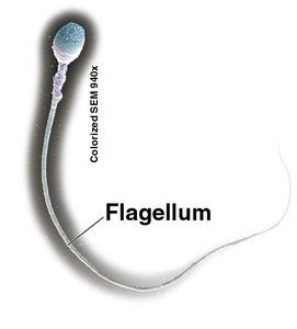 Flagellum on human sperm cell