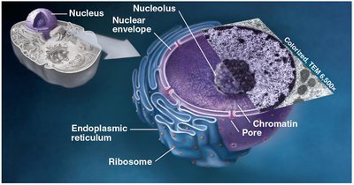 Structure of the nucleus, nucleolus, and endoplasmic reticulum