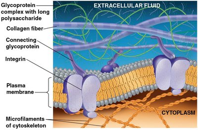 Extracellular matrix of animal cells