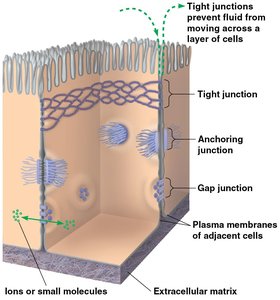 Three types of cell junctions in animal tissues