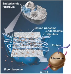 Bound and free ribosomes on the endoplasmic reticulum