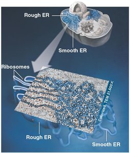 Smooth and rough endoplasmic reticulum