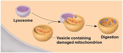 Lysosome fusing with vesicle of damaged organelle