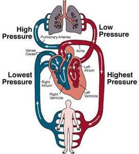 Human circulatory system pressure and flow