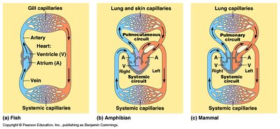 Comparison of circulatory systems in fish, amphibians, and mammals