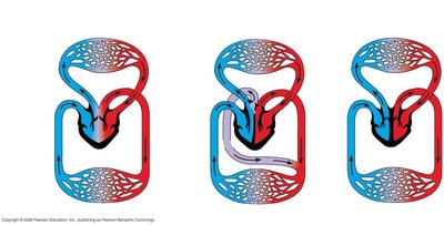 Amphibian double circulation system