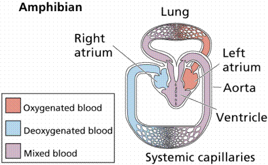Amphibian heart and circulation