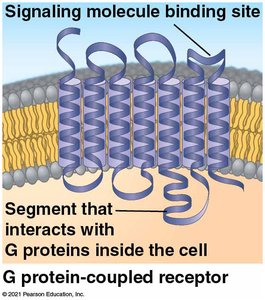 GPCR ribbon diagram