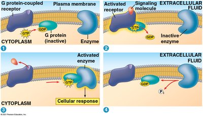 GPCR signaling pathway