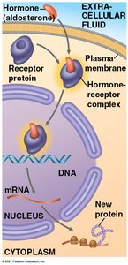 Steroid hormone interacting with intracellular receptor